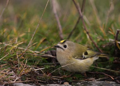 Kungsfgel  [Goldcrest] (IMG_4597)