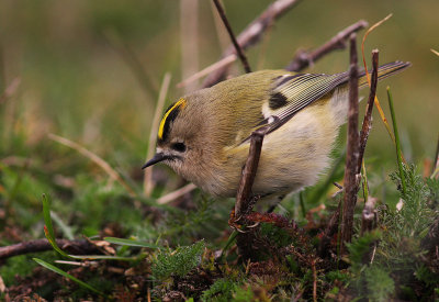 Kungsfgel  [Goldcrest] (IMG_4606)