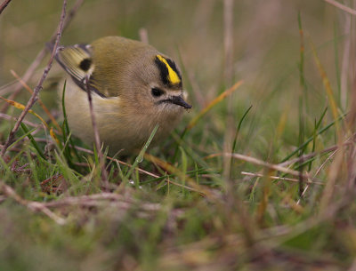 Kungsfgel  [Goldcrest] (IMG_4622)
