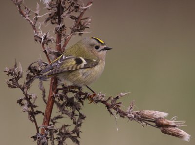 Kungsfgel  [Goldcrest] (IMG_4632)