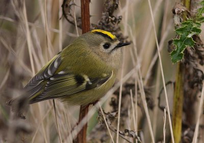 Kungsfgel  [Goldcrest] (IMG_4651)