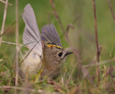 Kungsfgel  [Goldcrest] (IMG_4664)