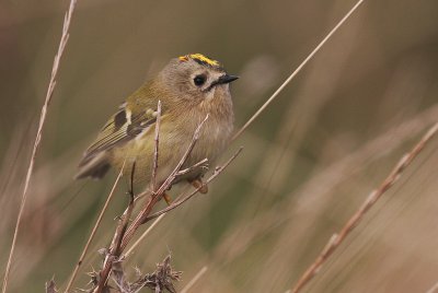 Kungsfgel  [Goldcrest] (IMG_4670)