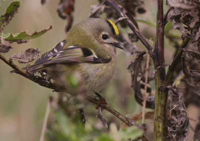 Kungsfgel  [Goldcrest] (IMG_4706)
