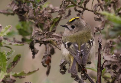 Kungsfgel  [Goldcrest] (IMG_4708)