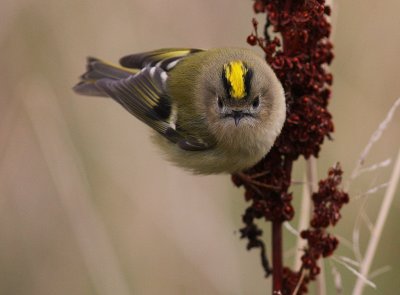 Kungsfgel  [Goldcrest] (IMG_4716)