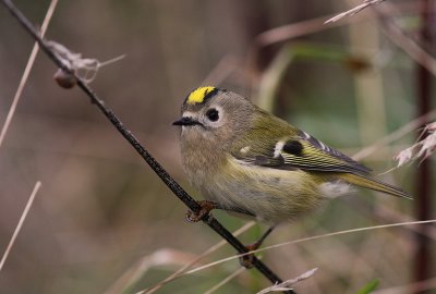 Kungsfgel  [Goldcrest] (IMG_4725)