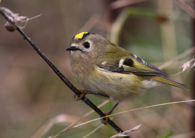 Kungsfgel  [Goldcrest] (IMG_4726)