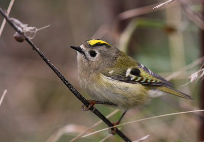 Kungsfgel  [Goldcrest] (IMG_4728)