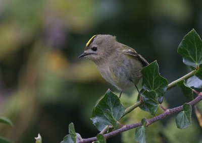 Kungsfgel  [Goldcrest] (IMG_8237)