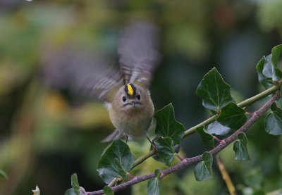 Kungsfgel  [Goldcrest] (IMG_8240)