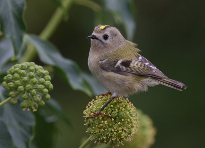 Kungsfgel  [Goldcrest] (IMG_8248)