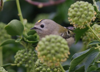 Kungsfgel  [Goldcrest] (IMG_8265)