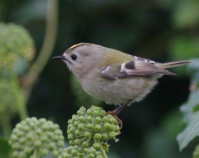 Kungsfgel  [Goldcrest] (IMG_8268)