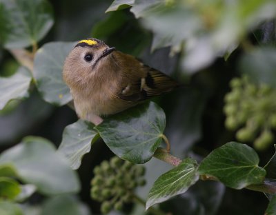 Kungsfgel  [Goldcrest] (IMG_8296)