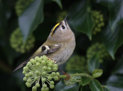 Kungsfgel  [Goldcrest] (IMG_8303)