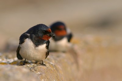 Ladusvala  [Barn Swallow] (IMG_0174)