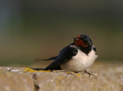 Ladusvala  [Barn Swallow] (IMG_1029)