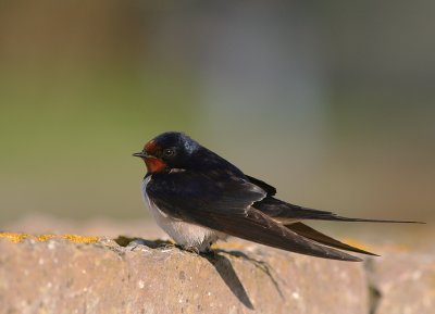 Ladusvala  [Barn Swallow] (IMG_1034)