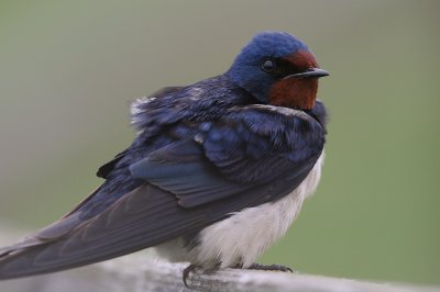 Ladusvala  [Barn Swallow] (IMG_1465)