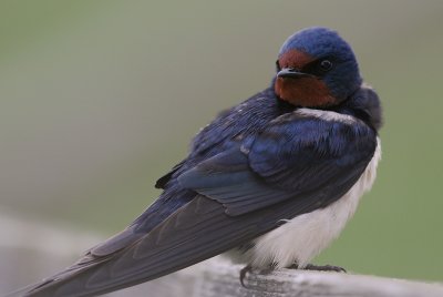 Ladusvala  [Barn Swallow] (IMG_1466)