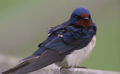 Ladusvala  [Barn Swallow] (IMG_1470)