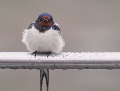 Ladusvala  [Barn Swallow] (IMG_2757)