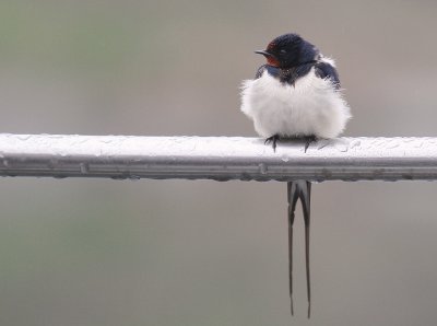 Ladusvala  [Barn Swallow] (IMG_2759)