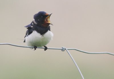 Ladusvala  [Barn Swallow] (IMG_2864)