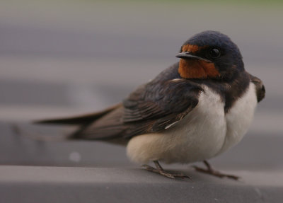 Ladusvala  [Barn Swallow] (IMG_4756)