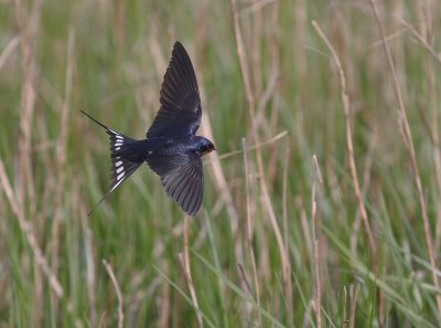 Ladusvala  [Barn Swallow] (IMG_4796)