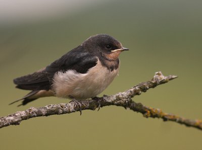 Ladusvala  [Barn Swallow] (IMG_5422)