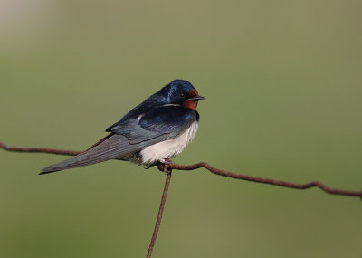 Ladusvala  [Barn Swallow] (IMG_6090)