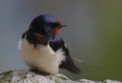 Ladusvala  [Barn Swallow] (IMG_6330)
