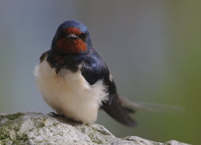 Ladusvala  [Barn Swallow] (IMG_6331)