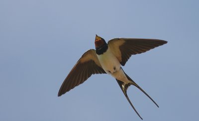 Ladusvala  [Barn Swallow] (IMG_6574)