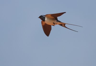 Ladusvala  [Barn Swallow] (IMG_6590)