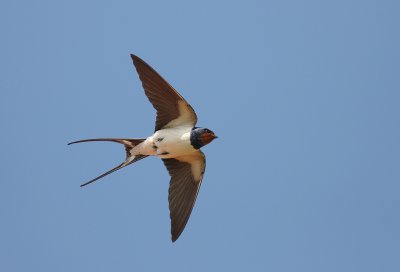 Ladusvala  [Barn Swallow] (IMG_6597)