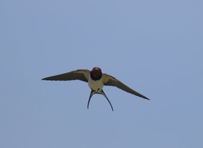 Ladusvala  [Barn Swallow] (IMG_6601)