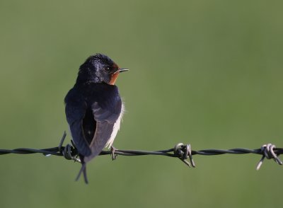 Ladusvala  [Barn Swallow] (IMG_7379)