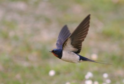 Ladusvala  [Barn Swallow] (IMG_9962)