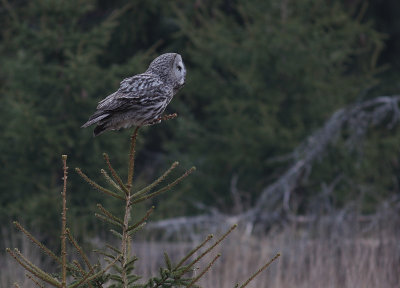 Lappuggla [Great Grey Owl] (IMG_1133)