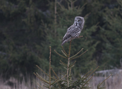 Lappuggla [Great Grey Owl] (IMG_1147)