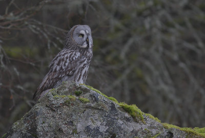 Lappuggla [Great Grey Owl] (IMG_1164)
