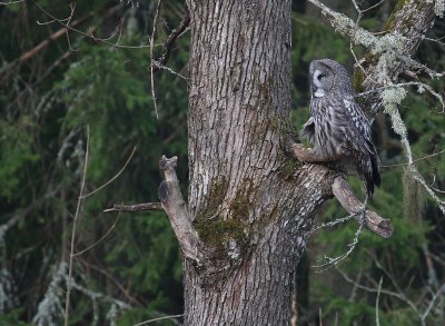 Lappuggla [Great Grey Owl] (IMG_1174)