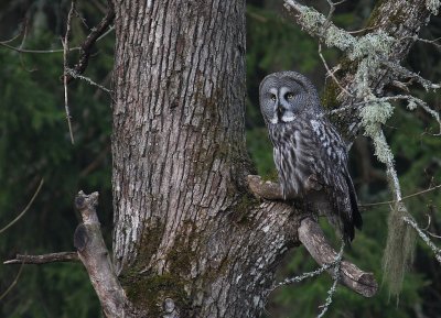 Lappuggla [Great Grey Owl] (IMG_1198)