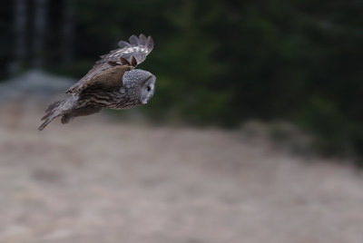 Lappuggla [Great Grey Owl] (IMG_1460)