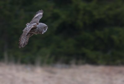 Lappuggla [Great Grey Owl] (IMG_1462)