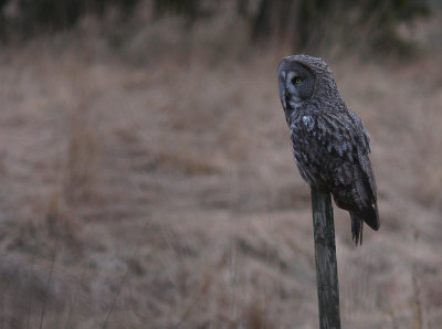 Lappuggla [Great Grey Owl] (IMG_1487)