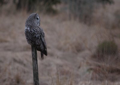 Lappuggla [Great Grey Owl] (IMG_1497)